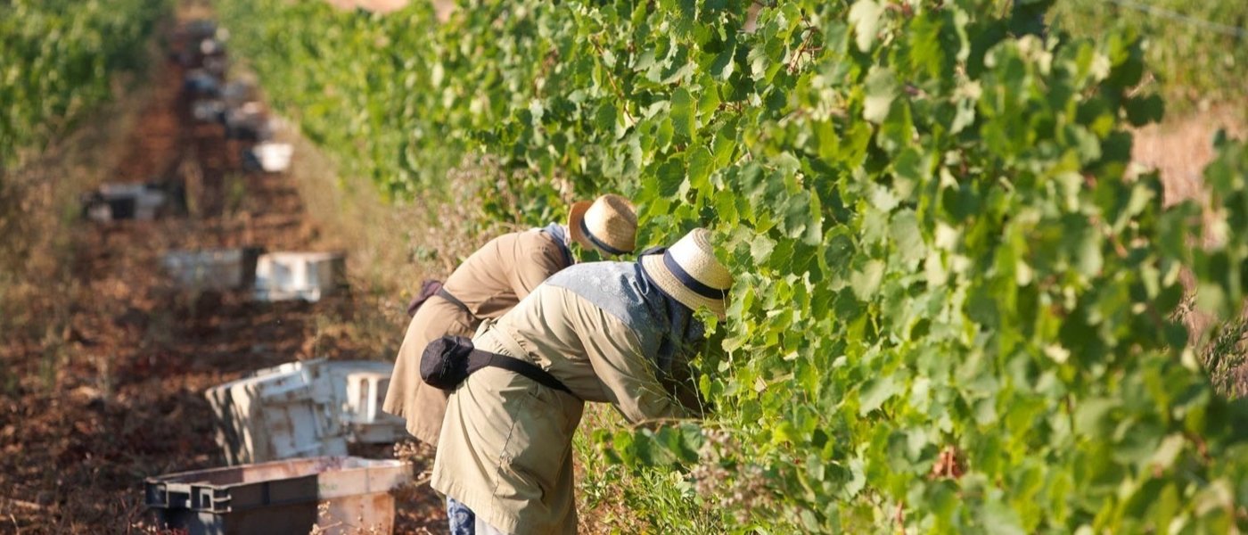 Hand Harvest